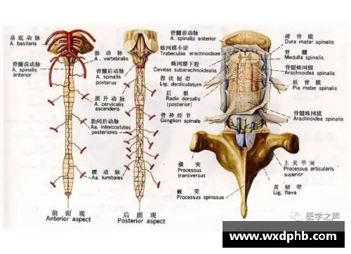 虚空地疝：解析影响神经系统的潜在效应